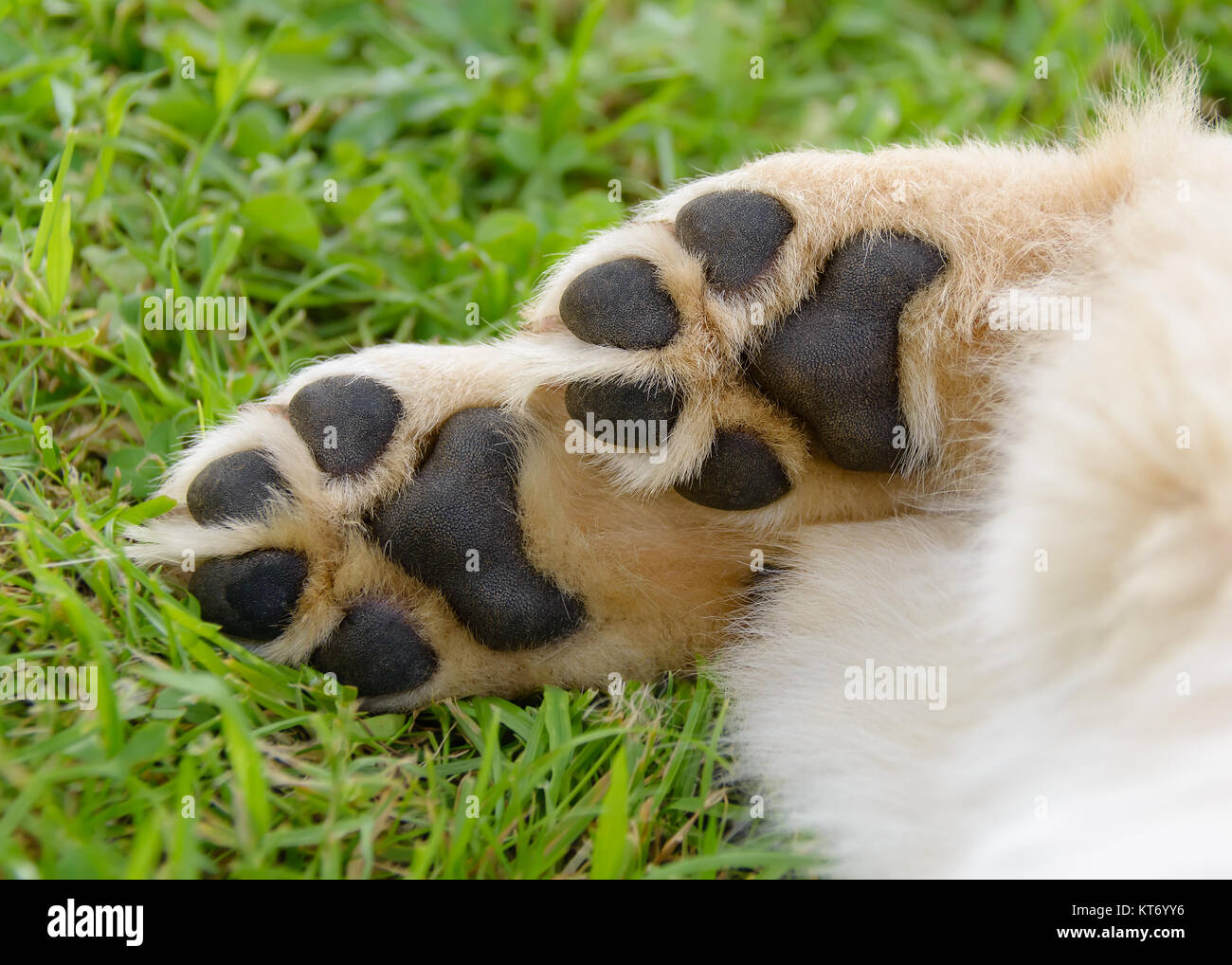 Dog's paws showing pads, Golden Retriever dog puppy. Stock Photo