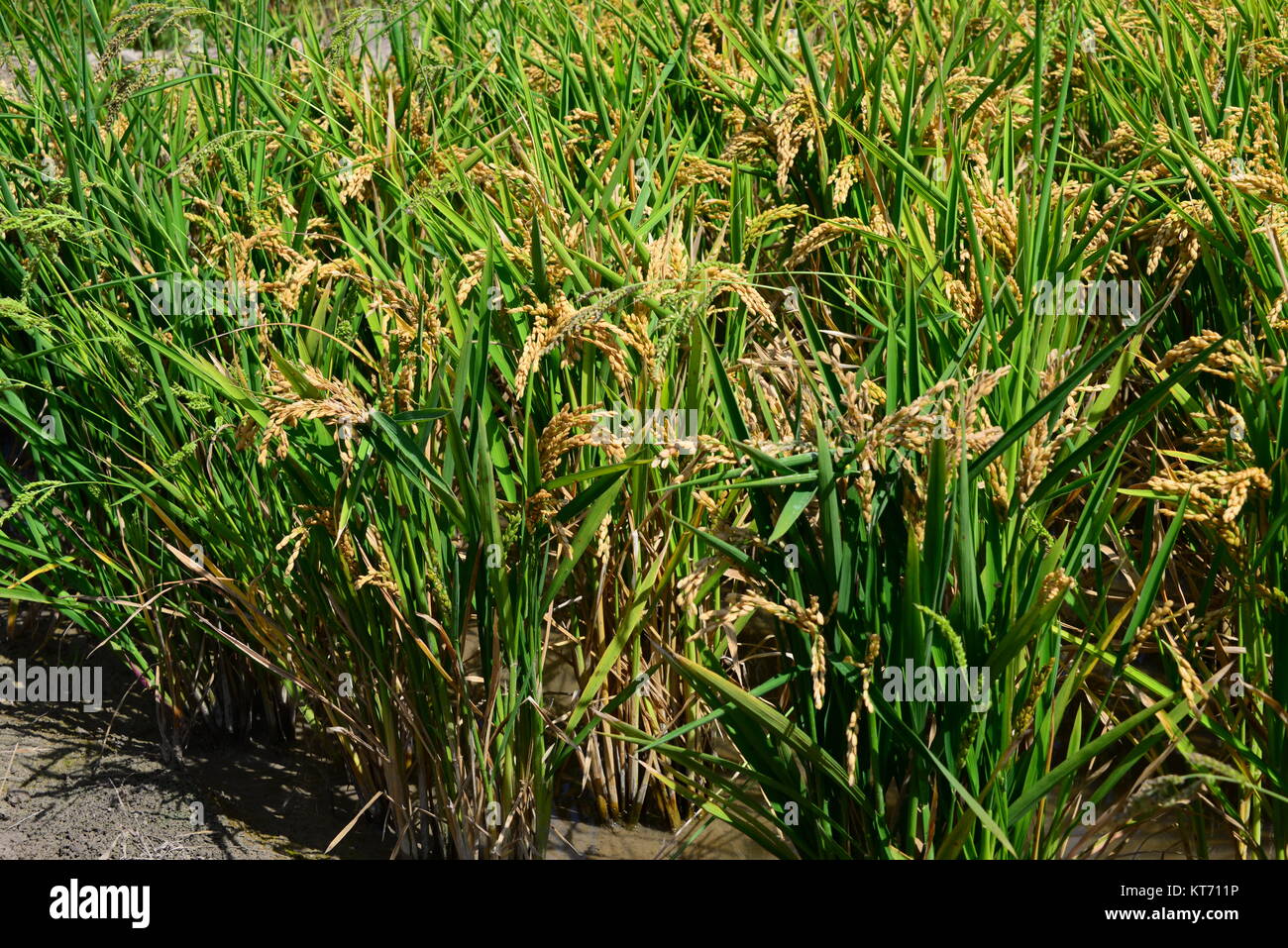 rice field in spain Stock Photo Alamy