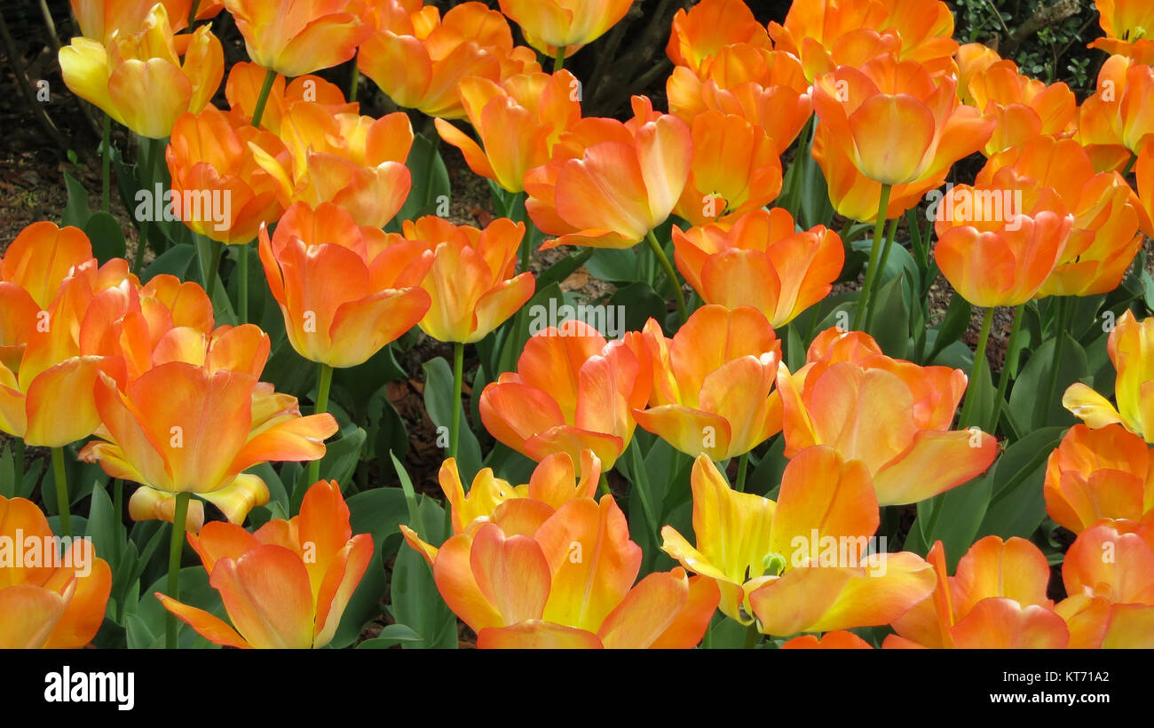 Orange and Yellow Tulips in the Garden Stock Photo - Alamy