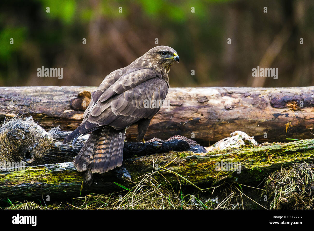 Common buzzard (Buteo buteo) in a Forest Stock Photo