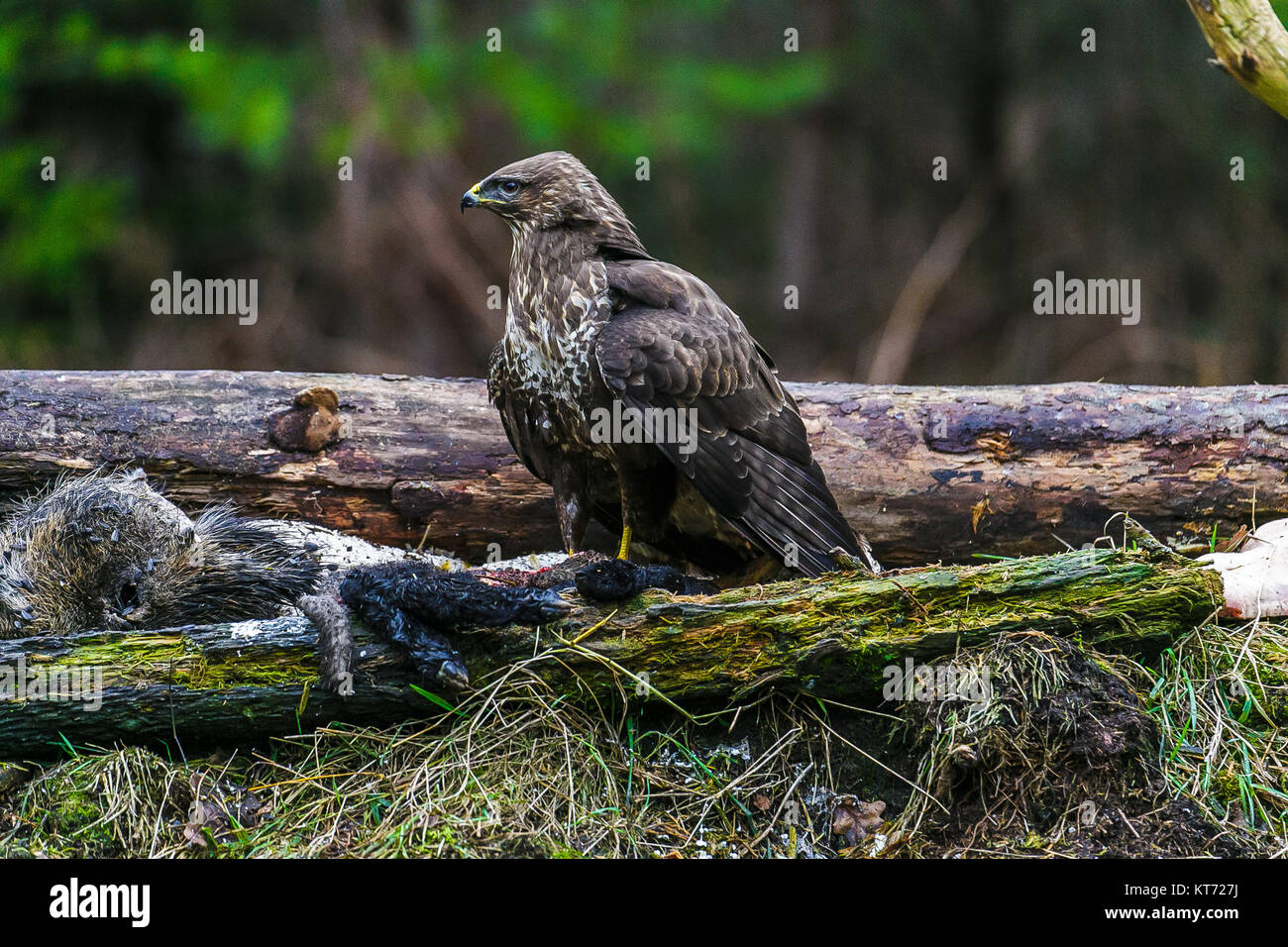 Common buzzard (Buteo buteo) in a Forest Stock Photo