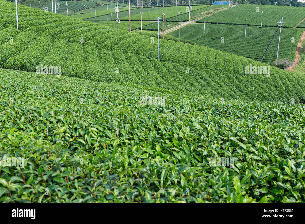 Tea Field Model Environment enviroment wood field hi-res stock photography and images ...