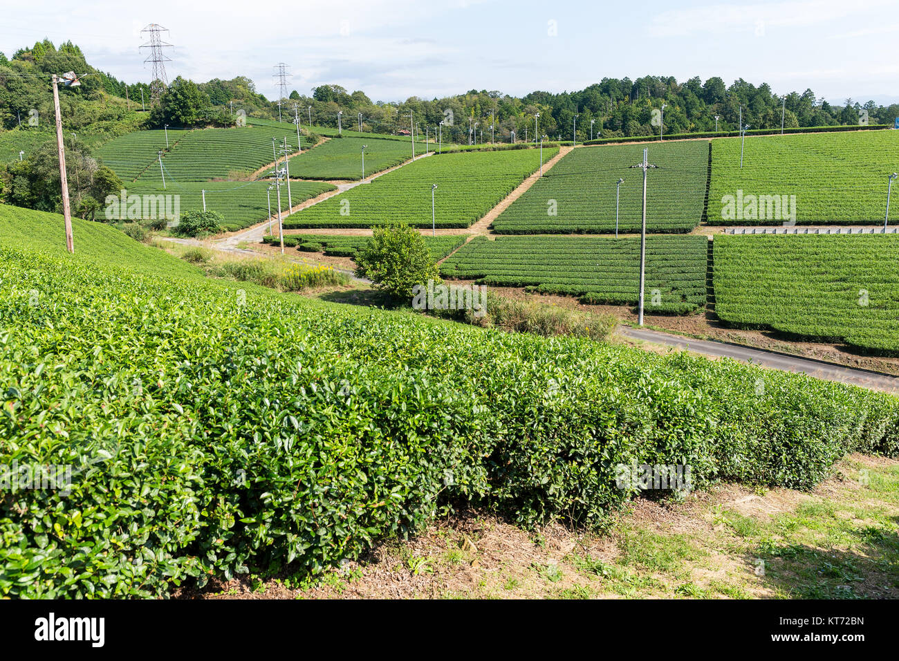 Green Tea plantation Stock Photo Alamy