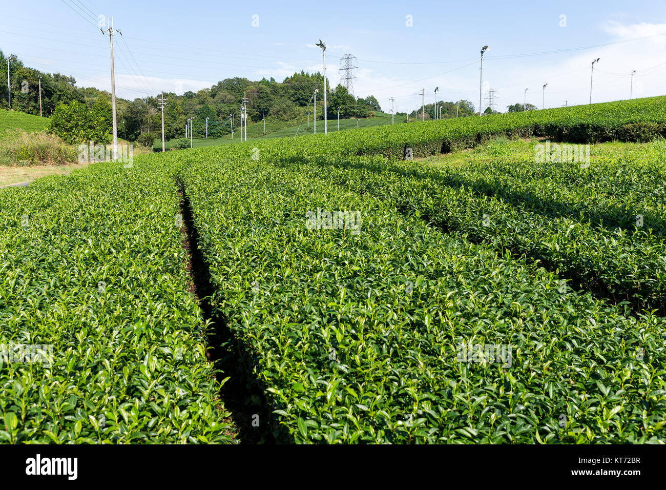 Green tea garden Stock Photo Alamy