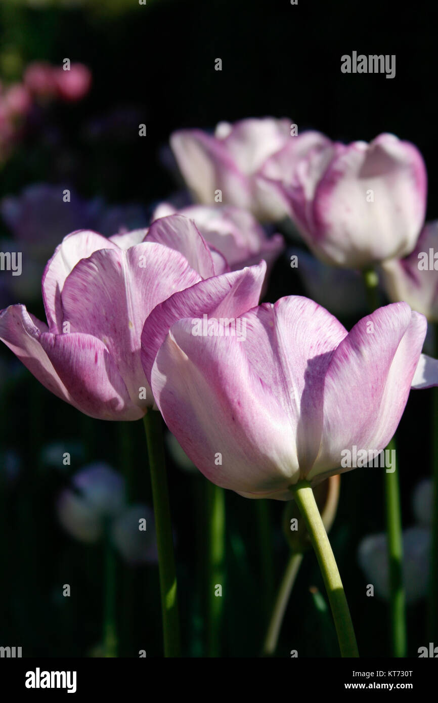 Long Stem Purple and White Tulips Stock Photo Alamy