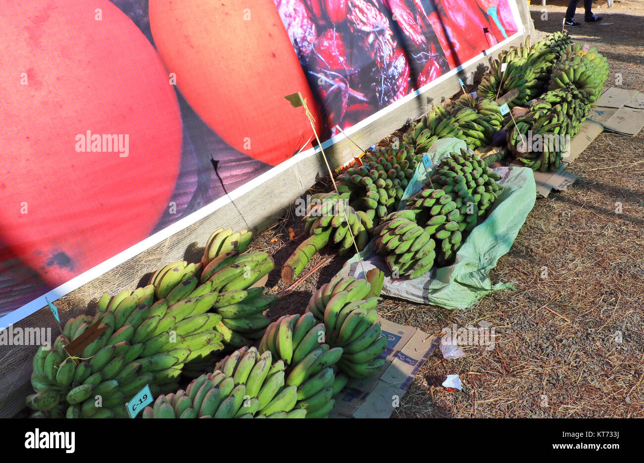 Organic cultivated fruits and vegetable of northeast India displaying during hornbill festival