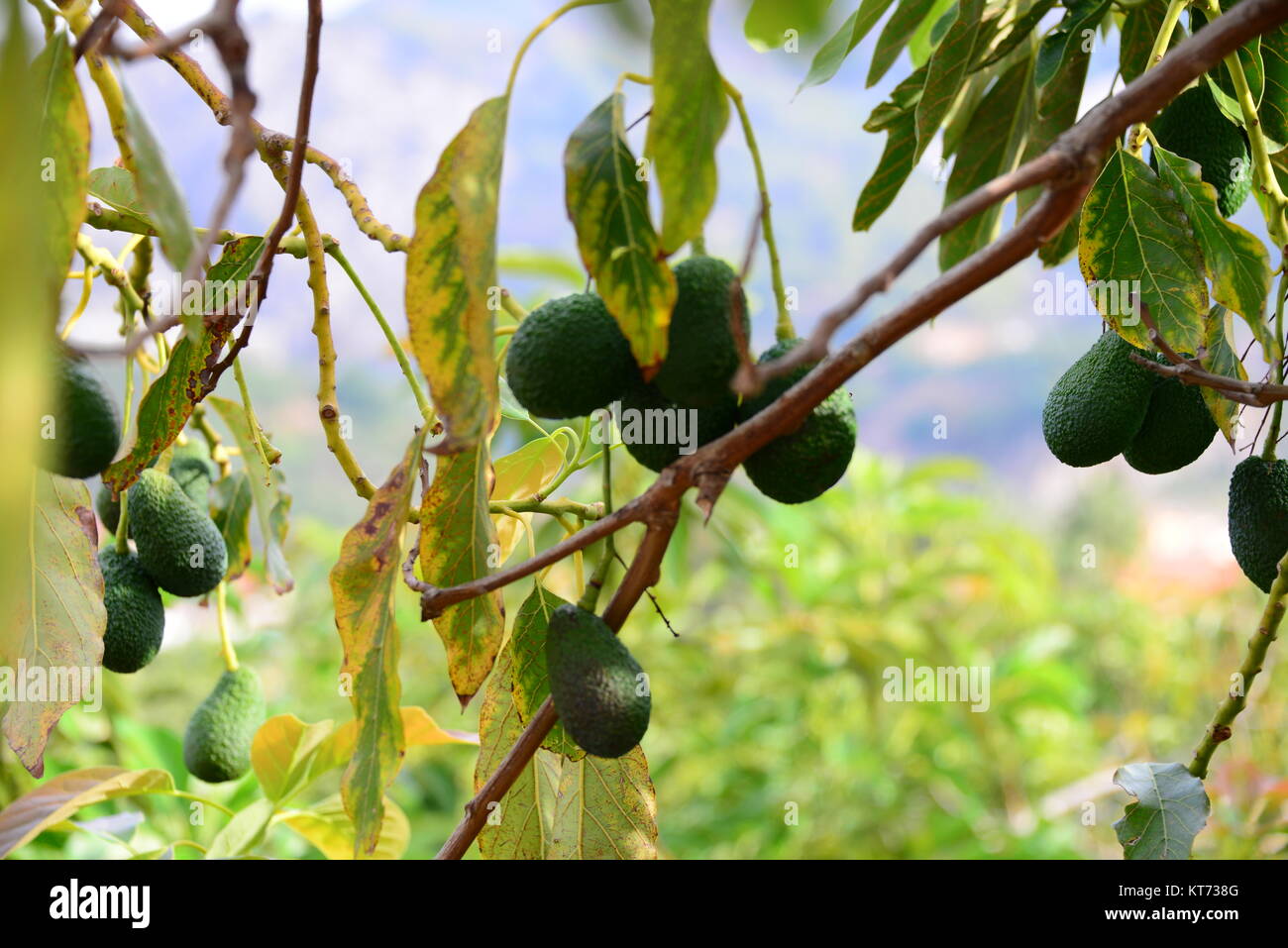 avocados at the tree in spain Stock Photo - Alamy