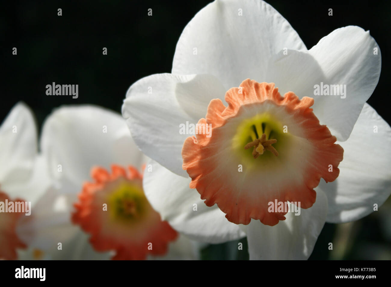 White and Orange Daffodils up close Stock Photo Alamy