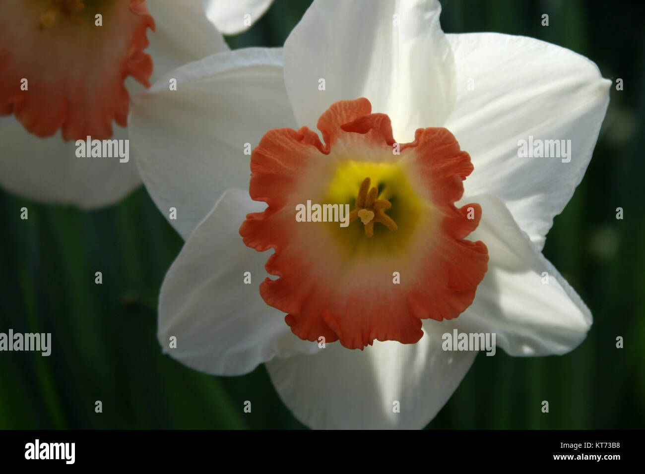 White and Orange Daffodil up close Stock Photo - Alamy