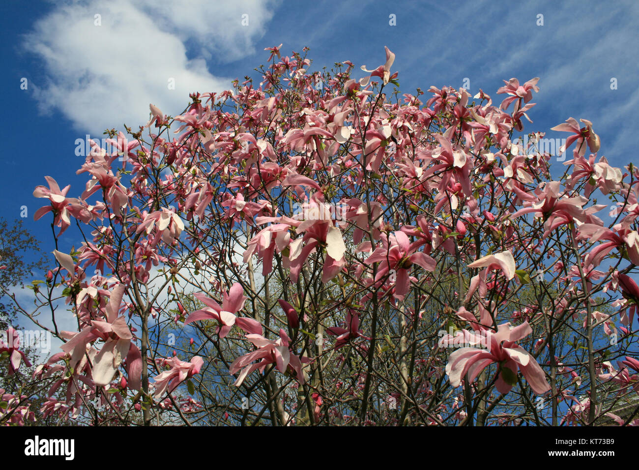 Pink magnolias blooming Stock Photo Alamy