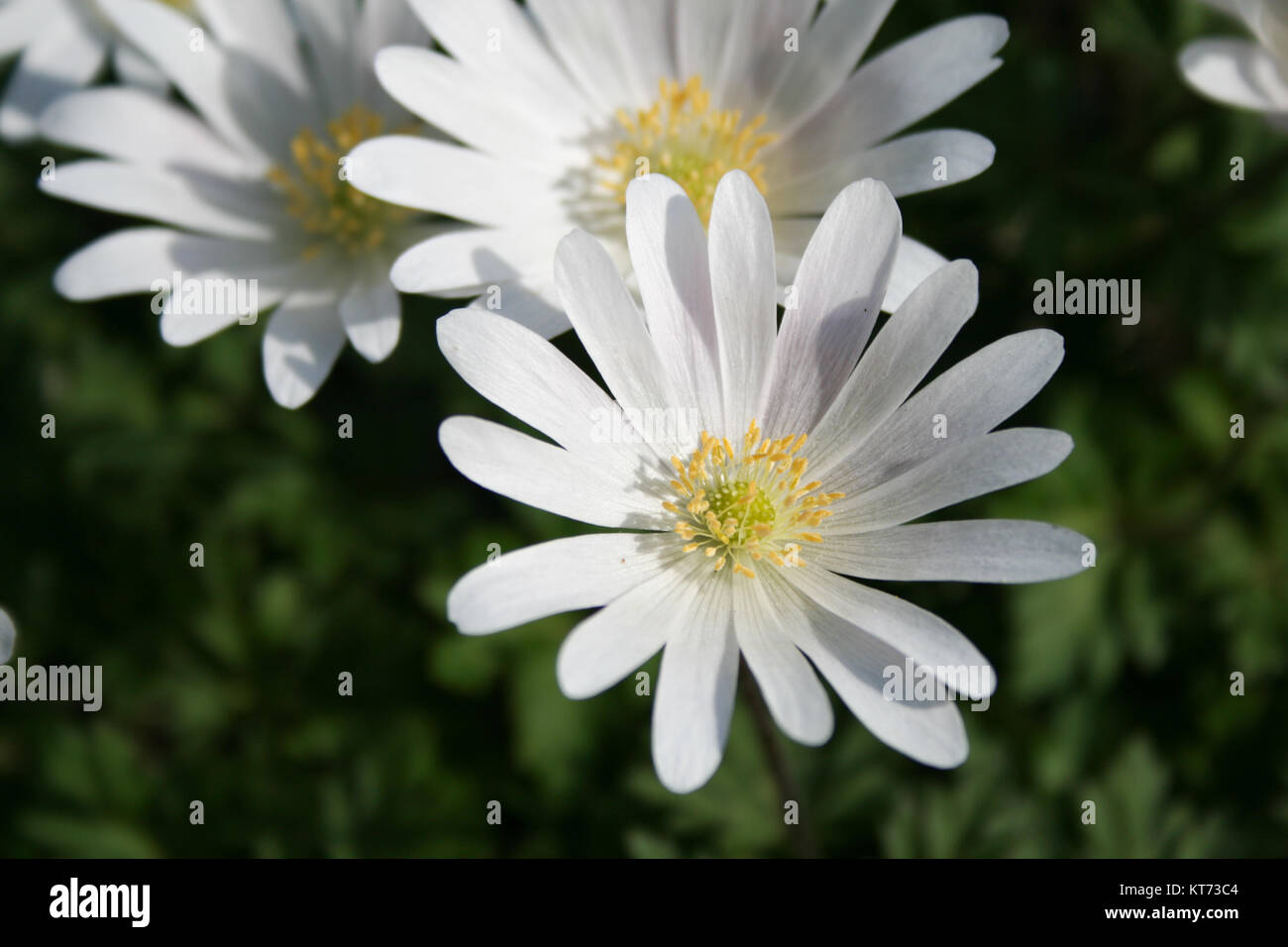 Chrysanthemums in the park Stock Photo Alamy
