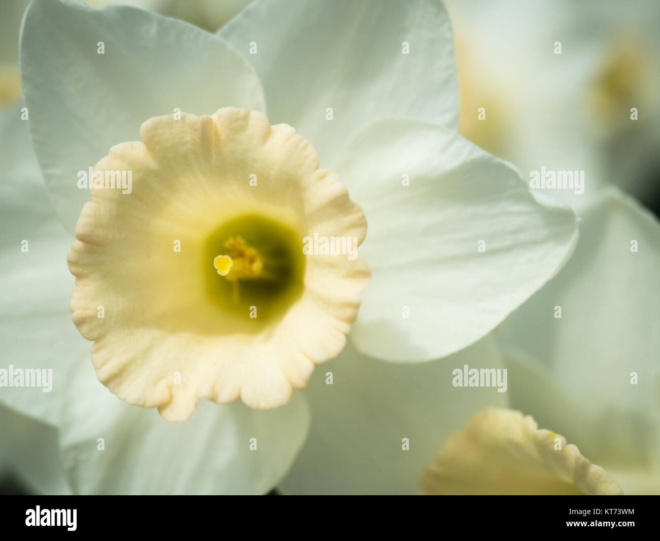 A single White Daffodil up close in the garden Stock Photo