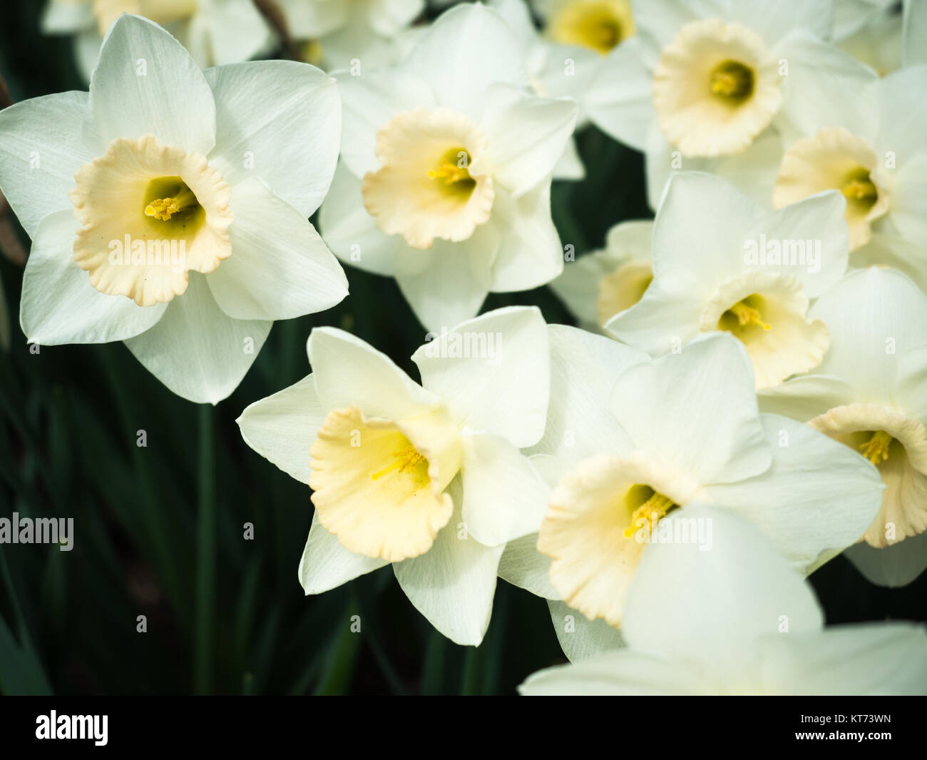 White Daffodils Stock Photo Alamy
