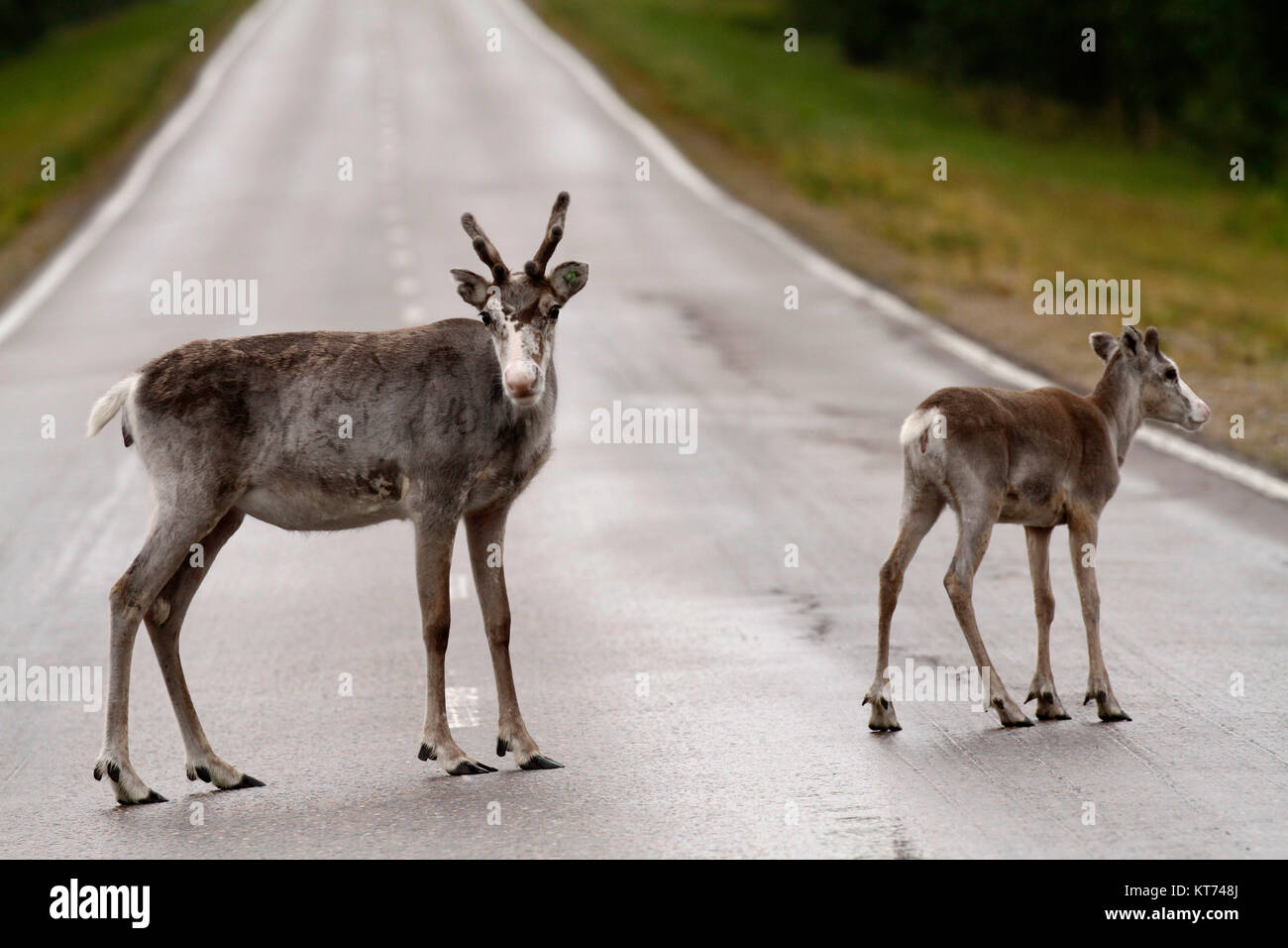 Reindeers on the drive way in Lapland, Finland. Stock Photo