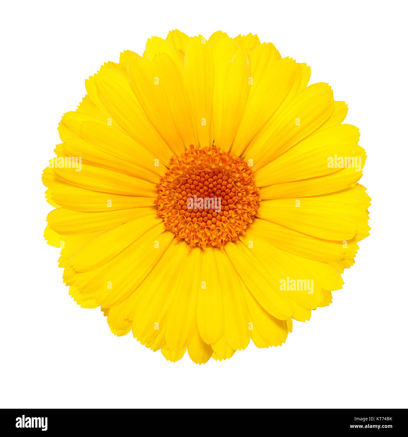 Yellow Flower Isolated On White Background Stock Photo Alamy Yellow Flower Isolated On White Background Stock Photo Alamy