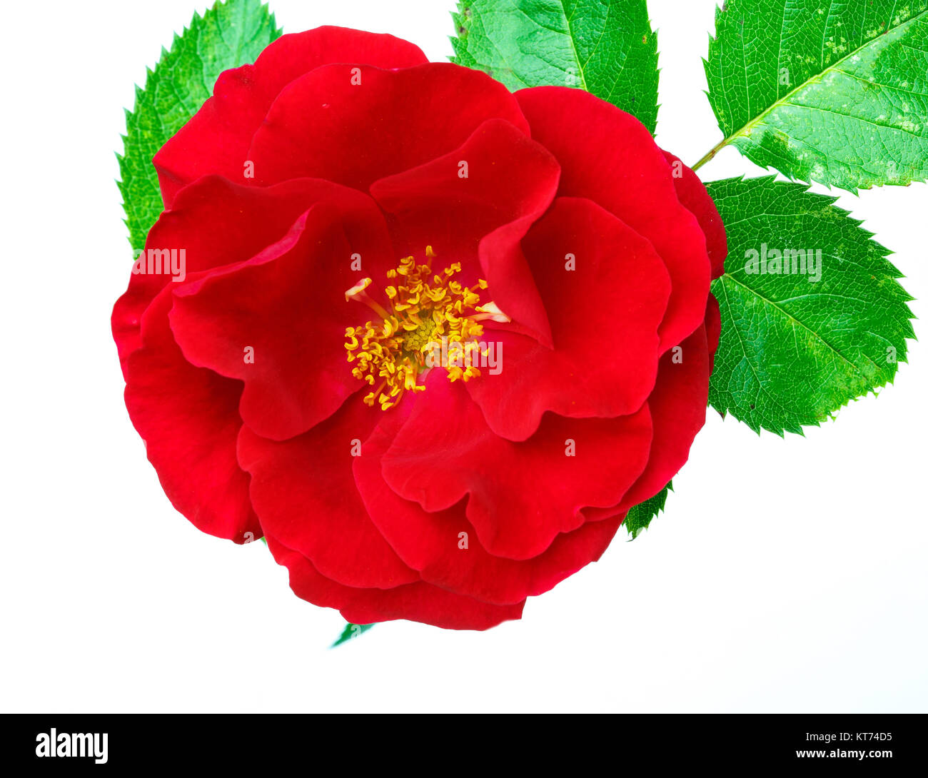 Close-up of beautiful red rose on a white background Stock Photo - Alamy