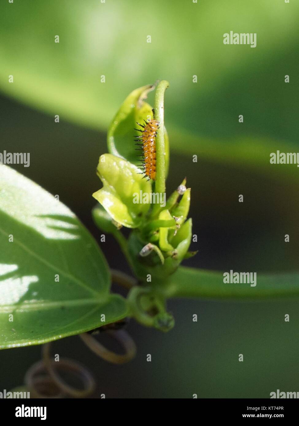 Corky stemmed passion vine hires stock photography and images Alamy