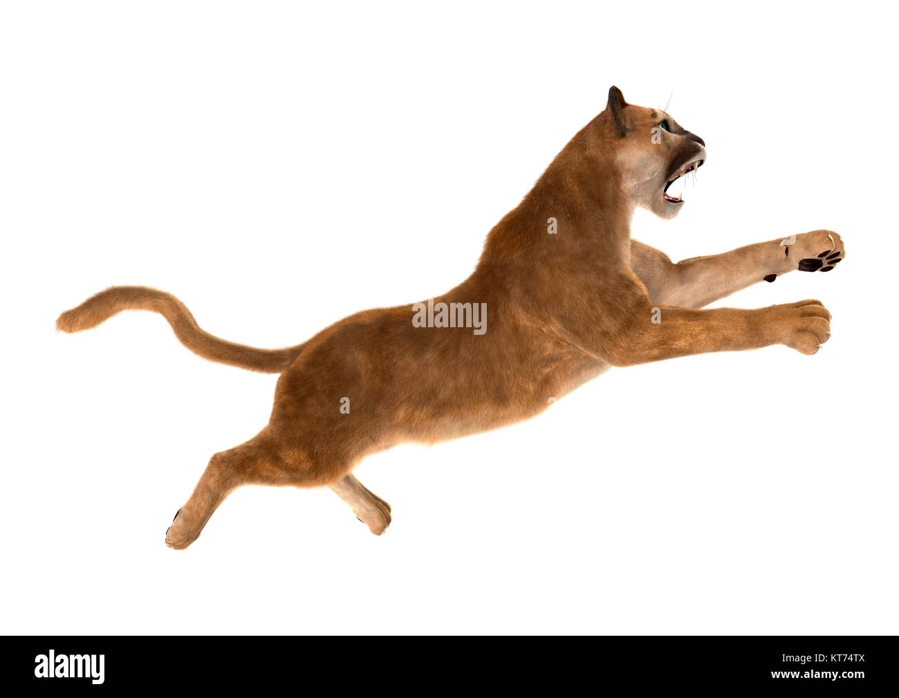 3D Rendering Big Cat Puma on White Stock Photo - Alamy 3D Rendering Big Cat Puma on White Stock Photo - Alamy
