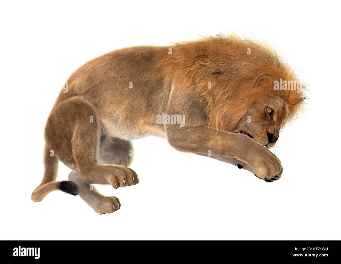 Jumping of the lion hi-res stock photography and images - Alamy