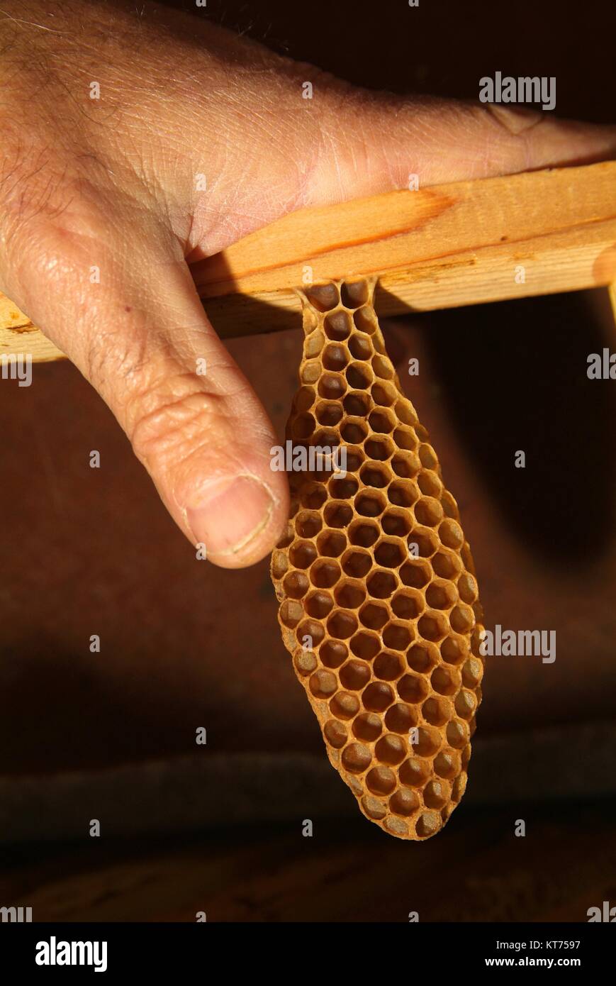 fresh honey in comb texture Stock Photo