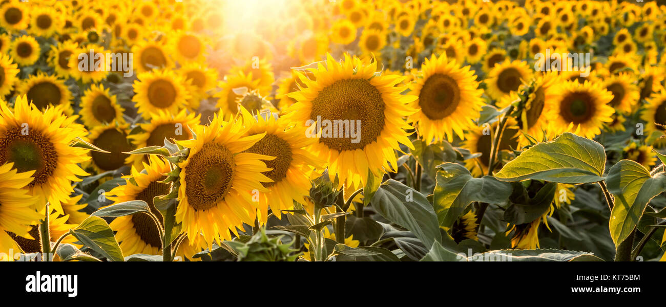 Sunflowers in the field Stock Photo - Alamy