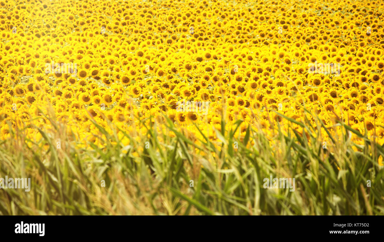 Sunflower In Wacky Wizards