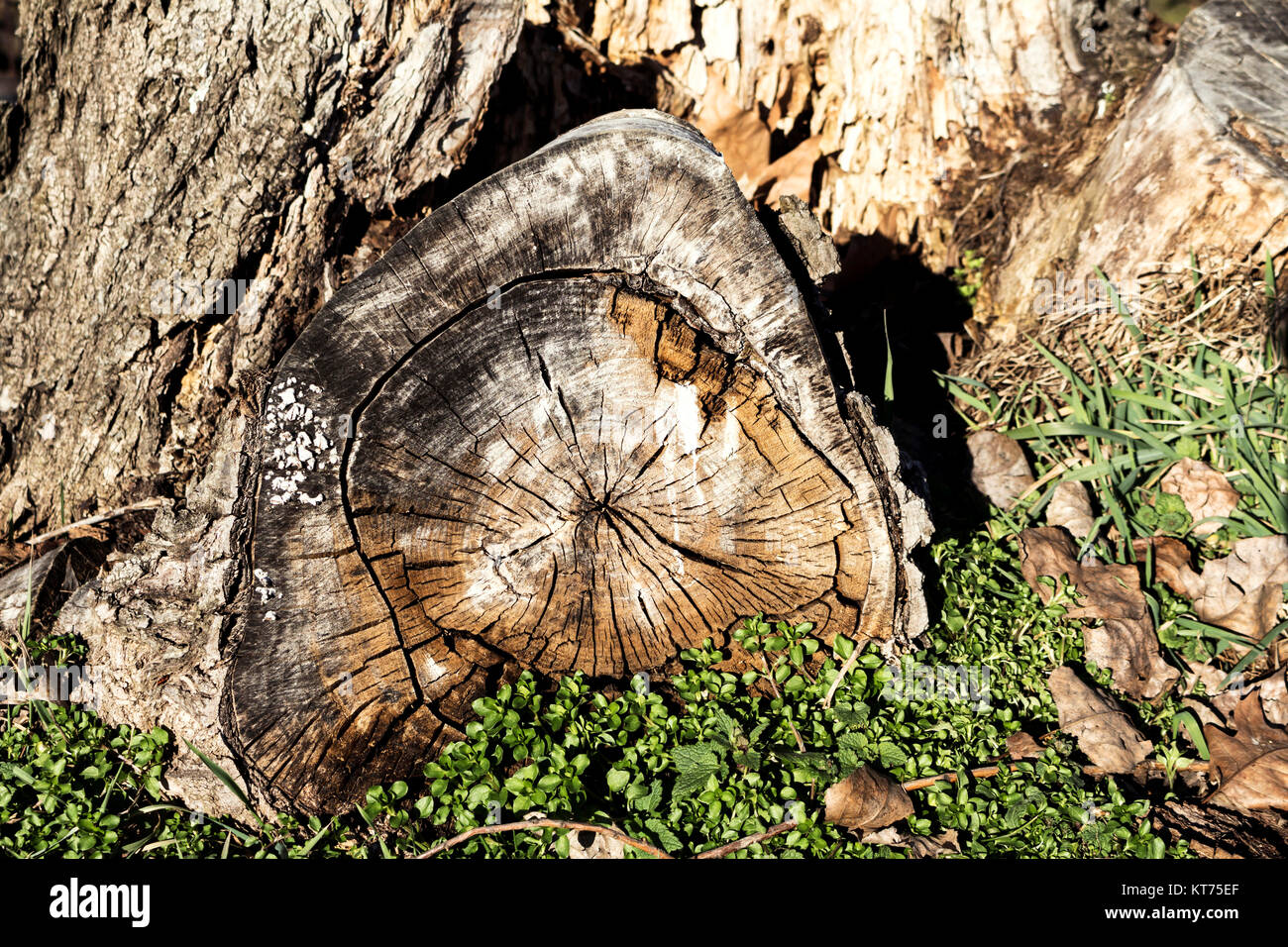 The old stump of the tree Stock Photo - Alamy
