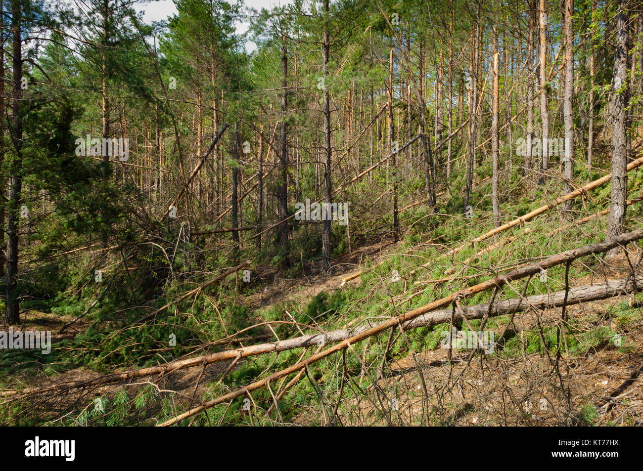Pine forest destructed by storm Stock Photo