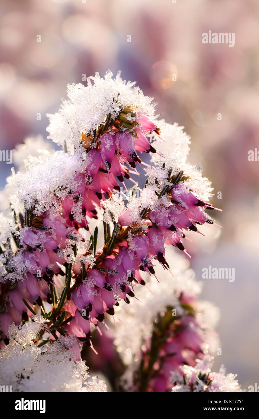 Flowering winter heath, Erica carnea, covered with white frost, a close up of flowers with a coating of ice crystals on a cold winter morning, Germany Stock Photo