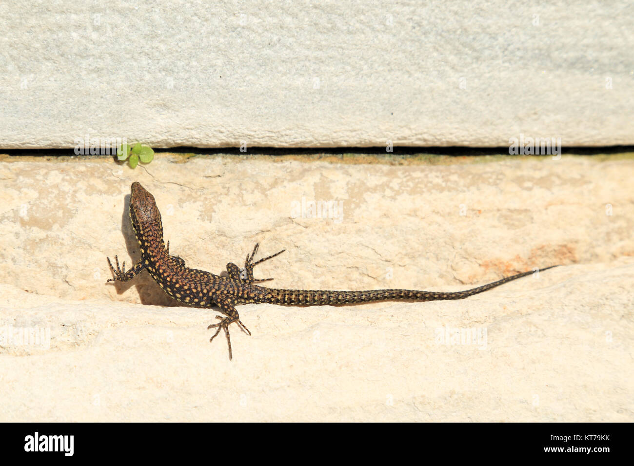 Common wall lizard (Podarcis muralis) Stock Photo