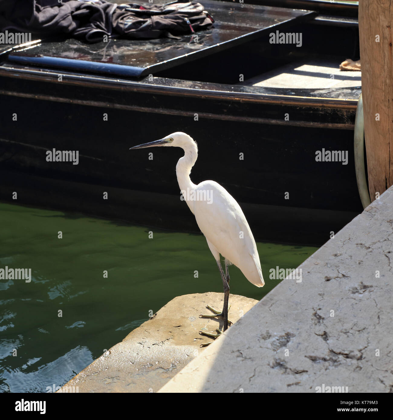 Little egret (Egretta garzetta), urban city wildlife in Venice Stock Photo