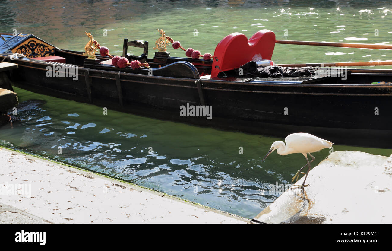 Little egret (Egretta garzetta), urban city wildlife in Venice Stock Photo