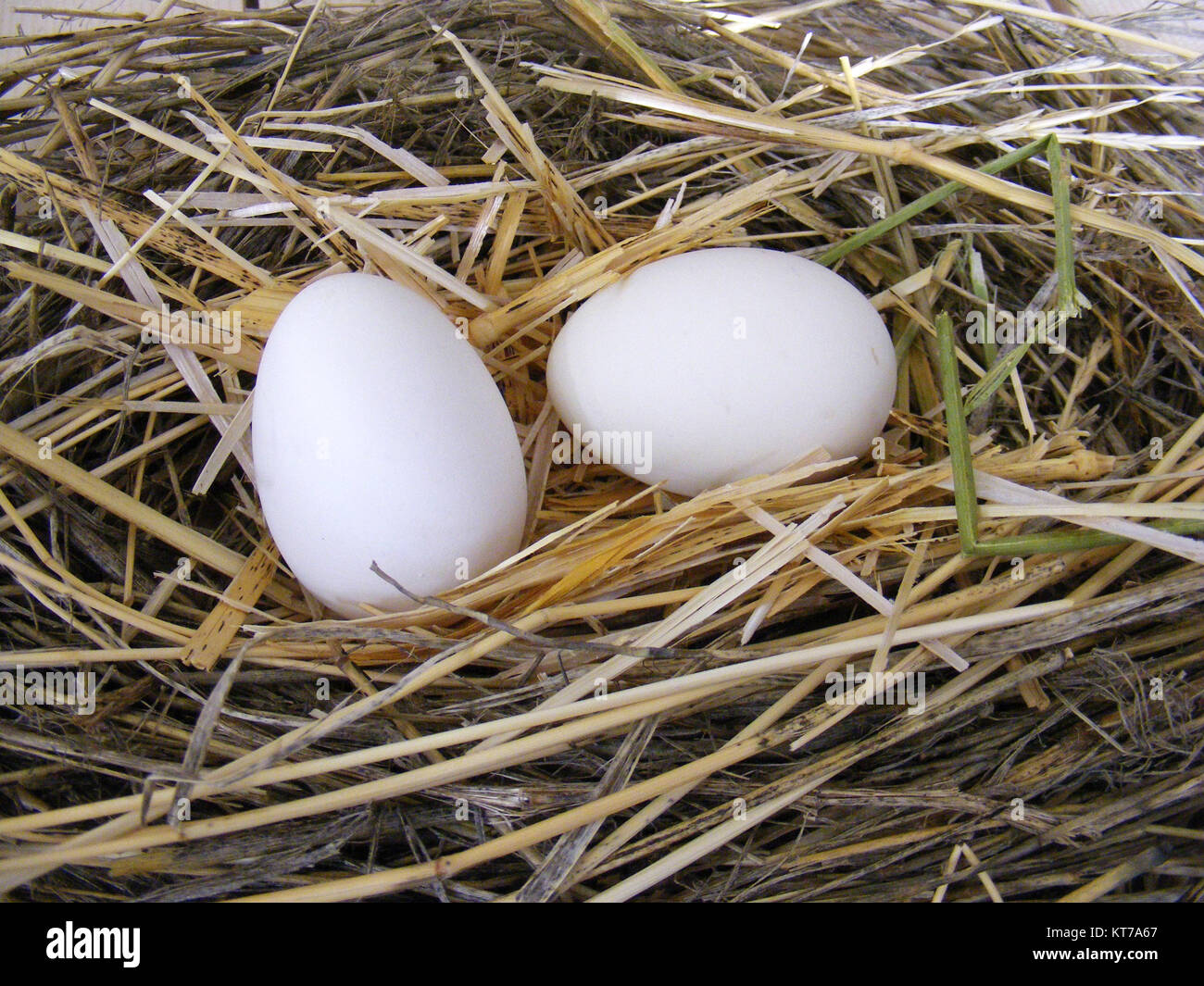 pictures of the chicken eggs in the most beautiful white ground, Herbs and plants in the chicken eggs, chicken nest and eggs Stock Photo