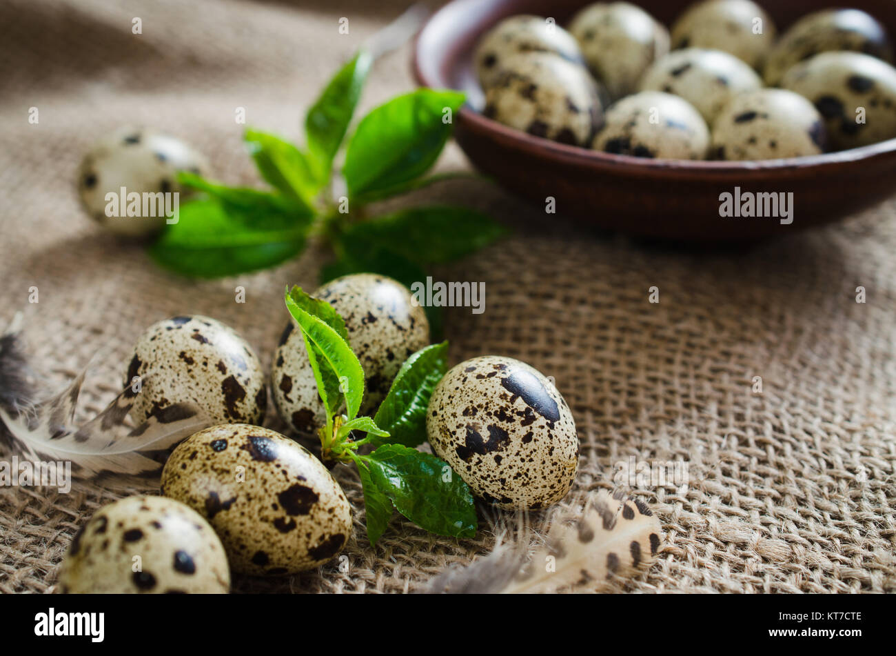 Fresh Organic Quail Eggs and Spring Foliage. Stock Photo
