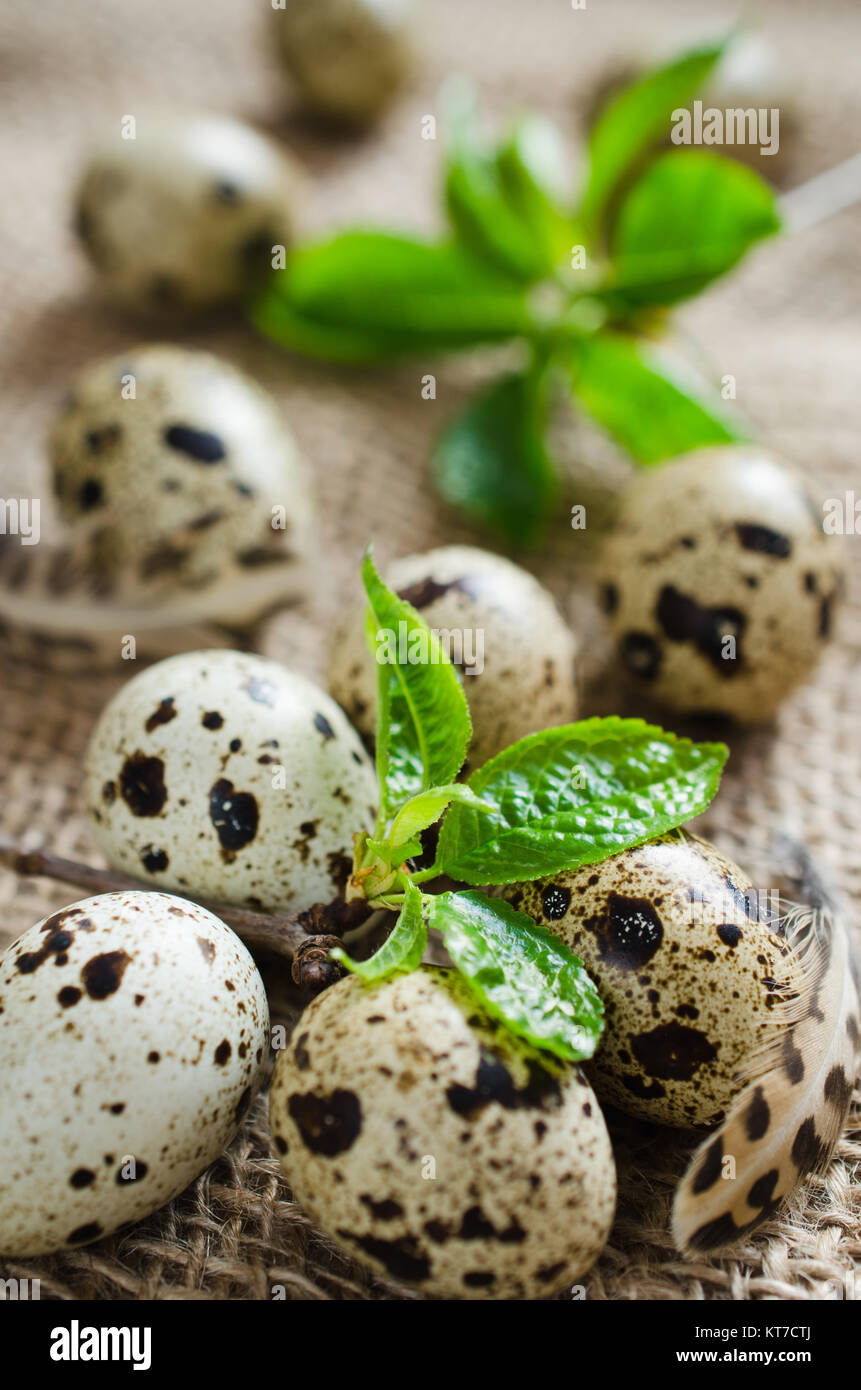 Fresh Organic Quail Eggs and Spring Foliage. Stock Photo