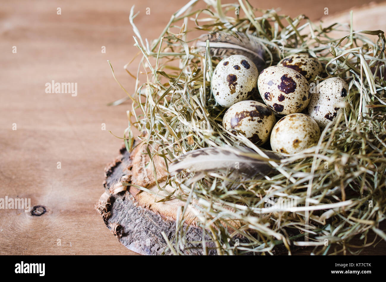 Easter Composition of quail eggs in the nest. Stock Photo