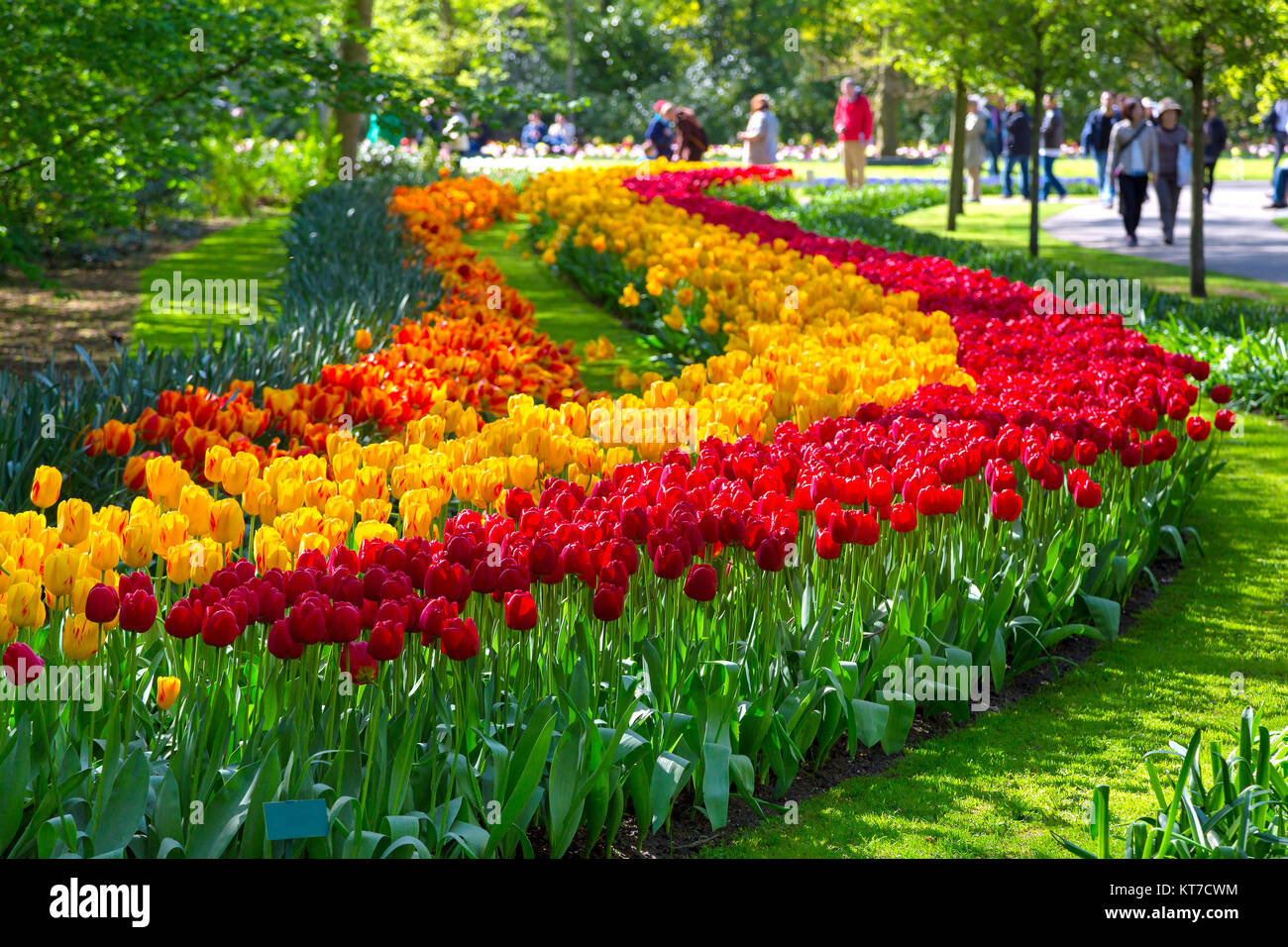 Colorful tulips in the Keukenhof park, Holland Stock Photo - Alamy