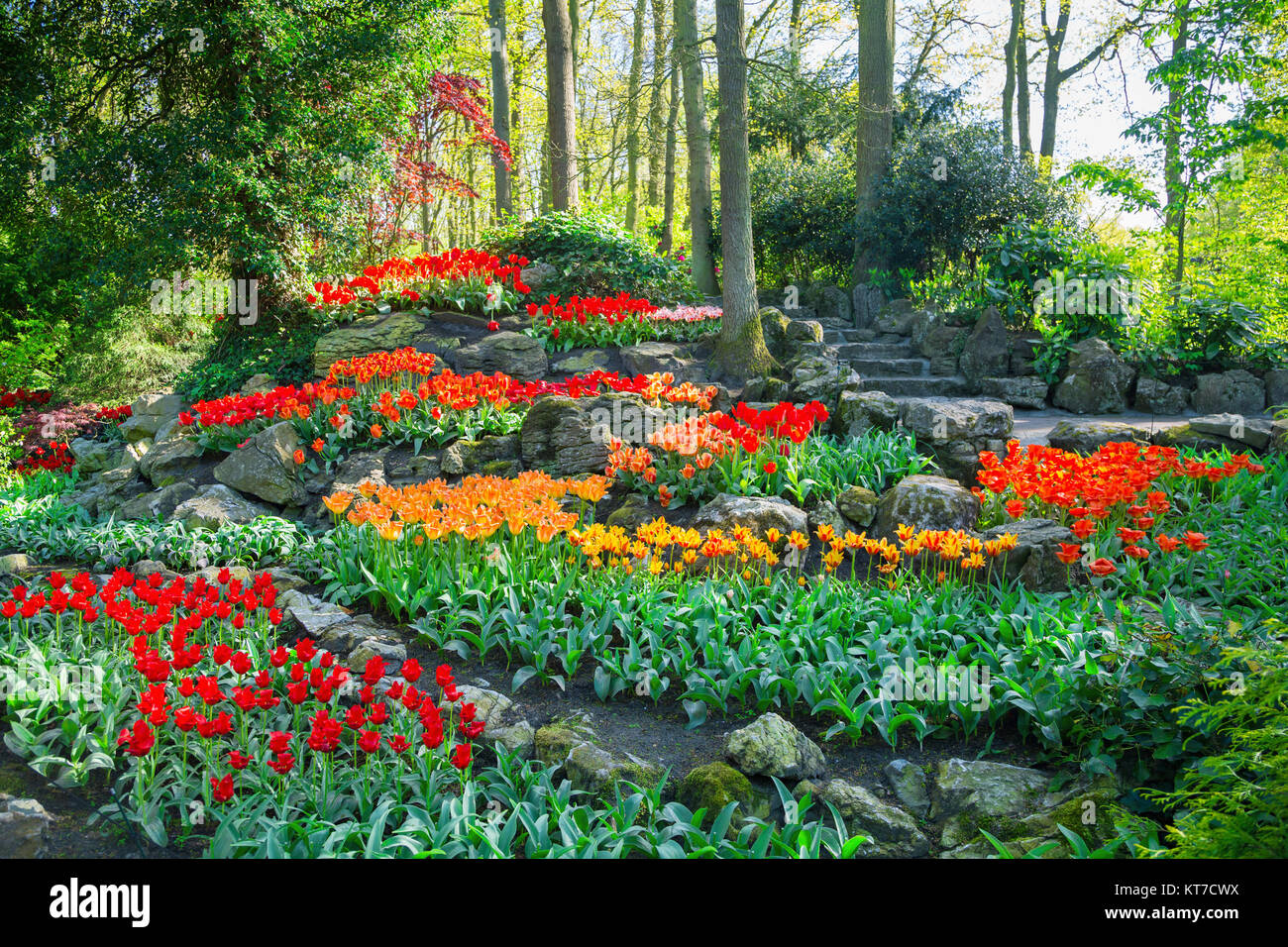 Colorful tulips in the Keukenhof park, Holland Stock Photo - Alamy