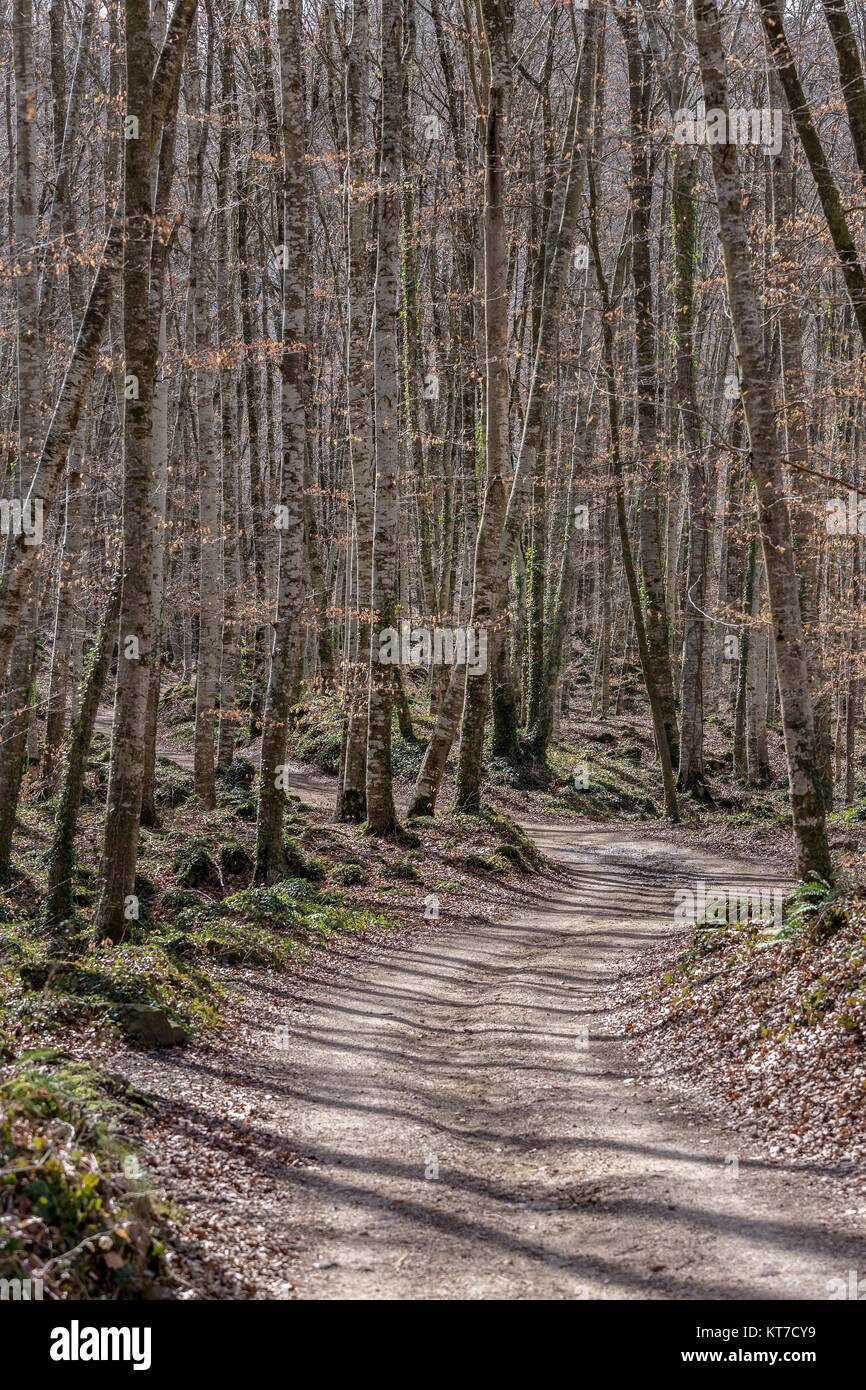 View of La Fageda den Jorda, a forest of beech trees, in the Garrotxa ...