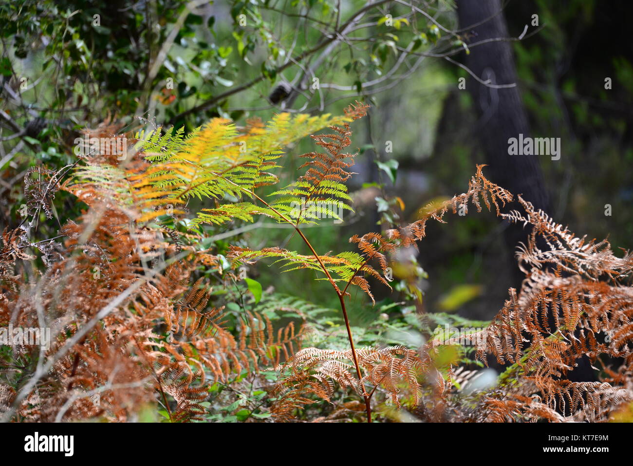 Ferns delicate structure hi-res stock photography and images - Alamy