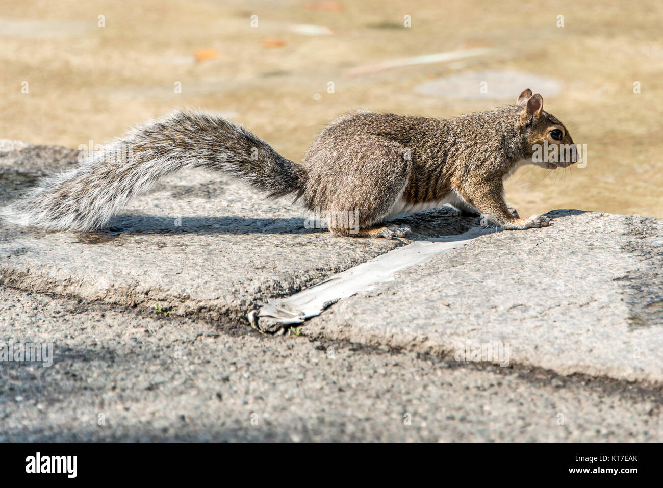 Squirrel at Boston Common public park in downtown Boston, Massachusetts
