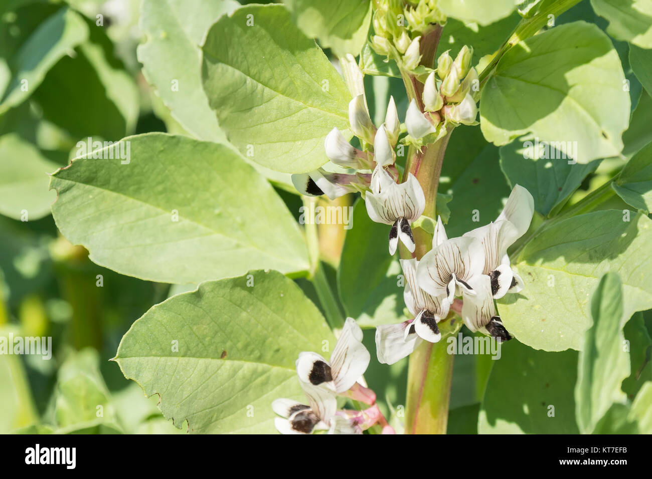 Broad bean stem hi-res stock photography and images - Alamy