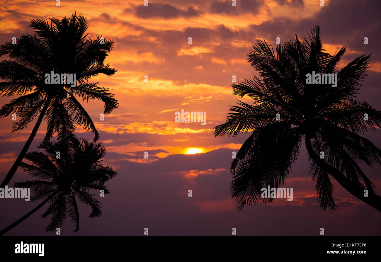 Tropical beach on sunset with silhouette palm trees Stock Photo - Alamy