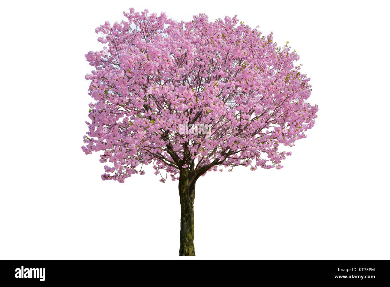 Pink flower, Cherry blossoms tree isolated on white background Stock
