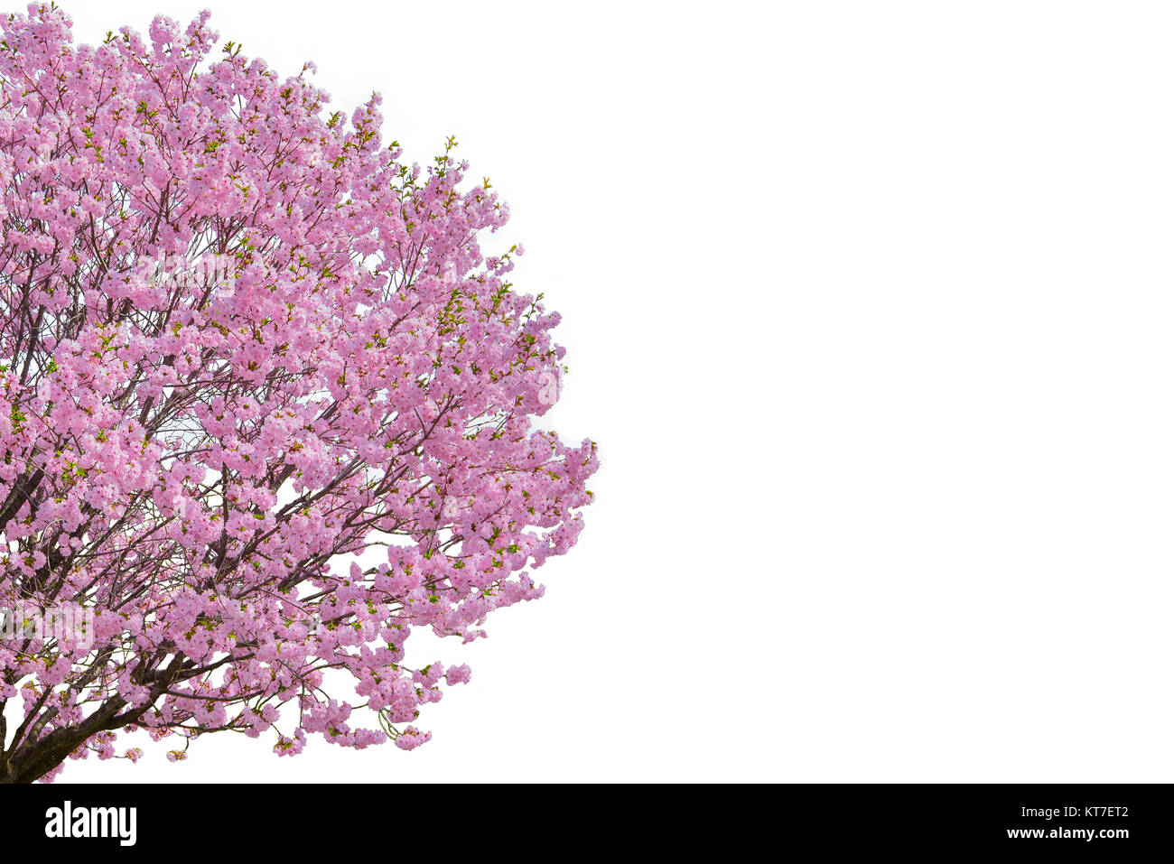 Pink flower, Cherry blossoms tree isolated on white background Stock ...