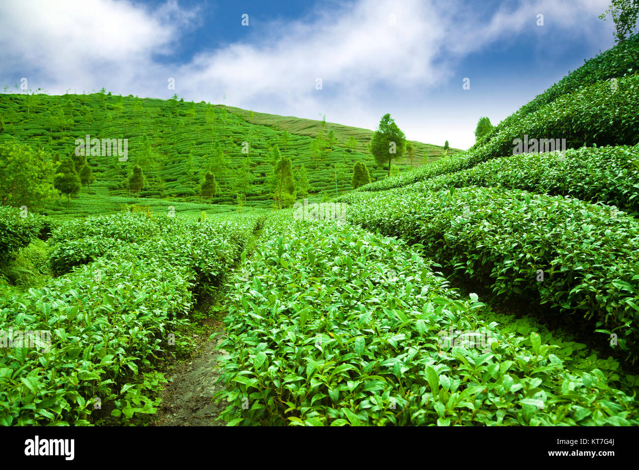 green tea garden with cloud background Stock Photo Alamy