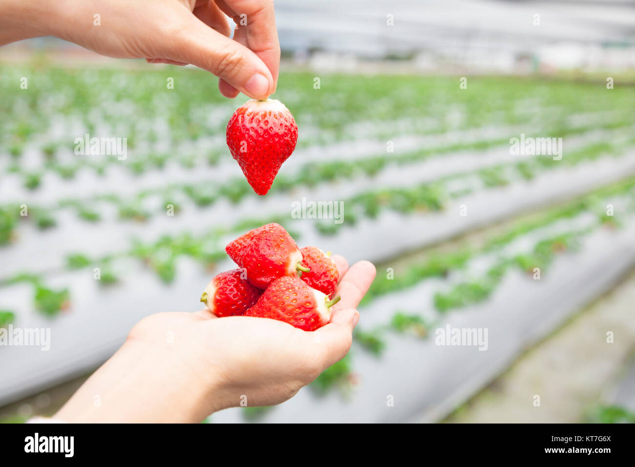 hand holding strawberry with farm background Stock Photo - Alamy