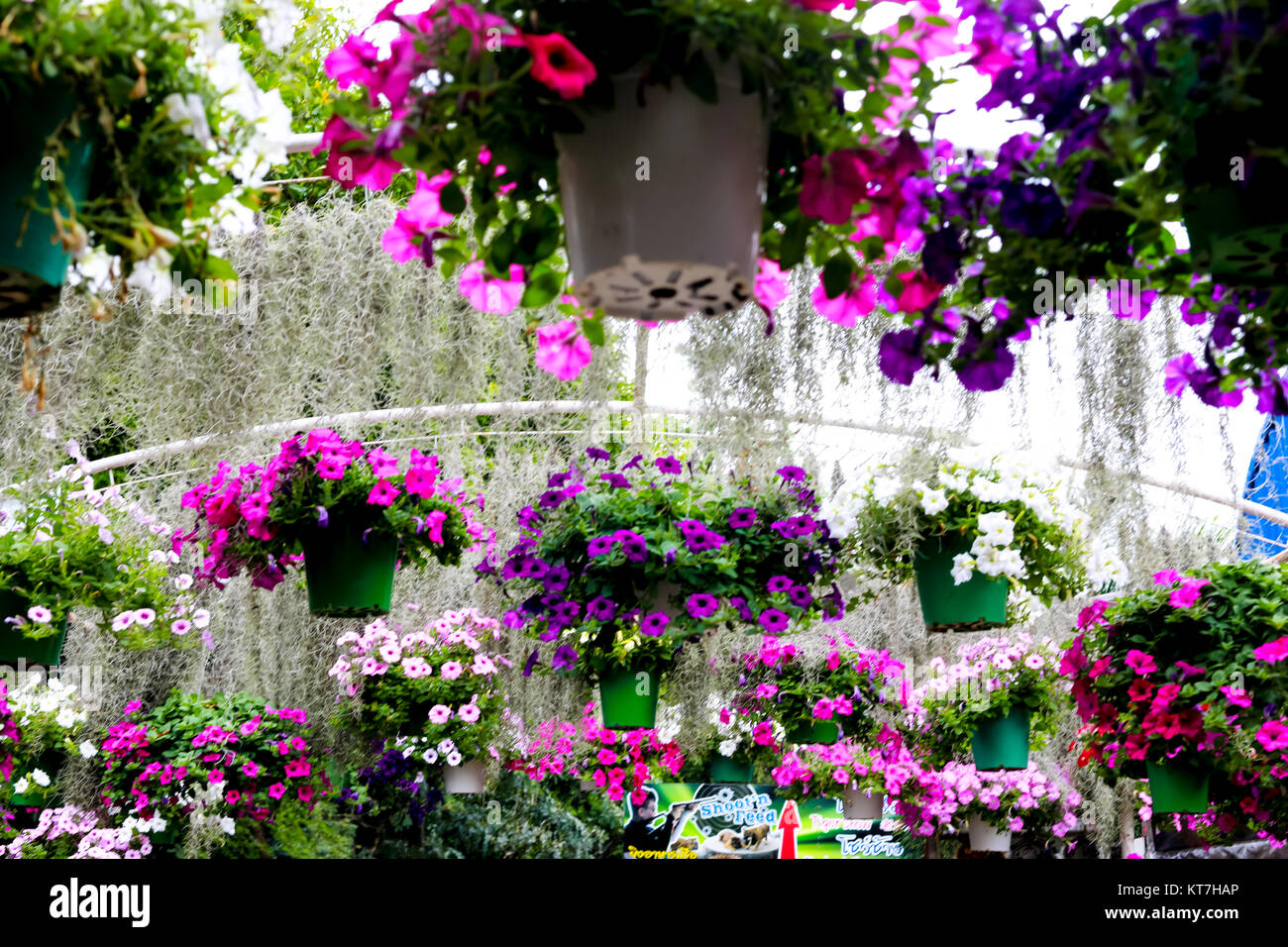 Flowers in pots for background Stock Photo