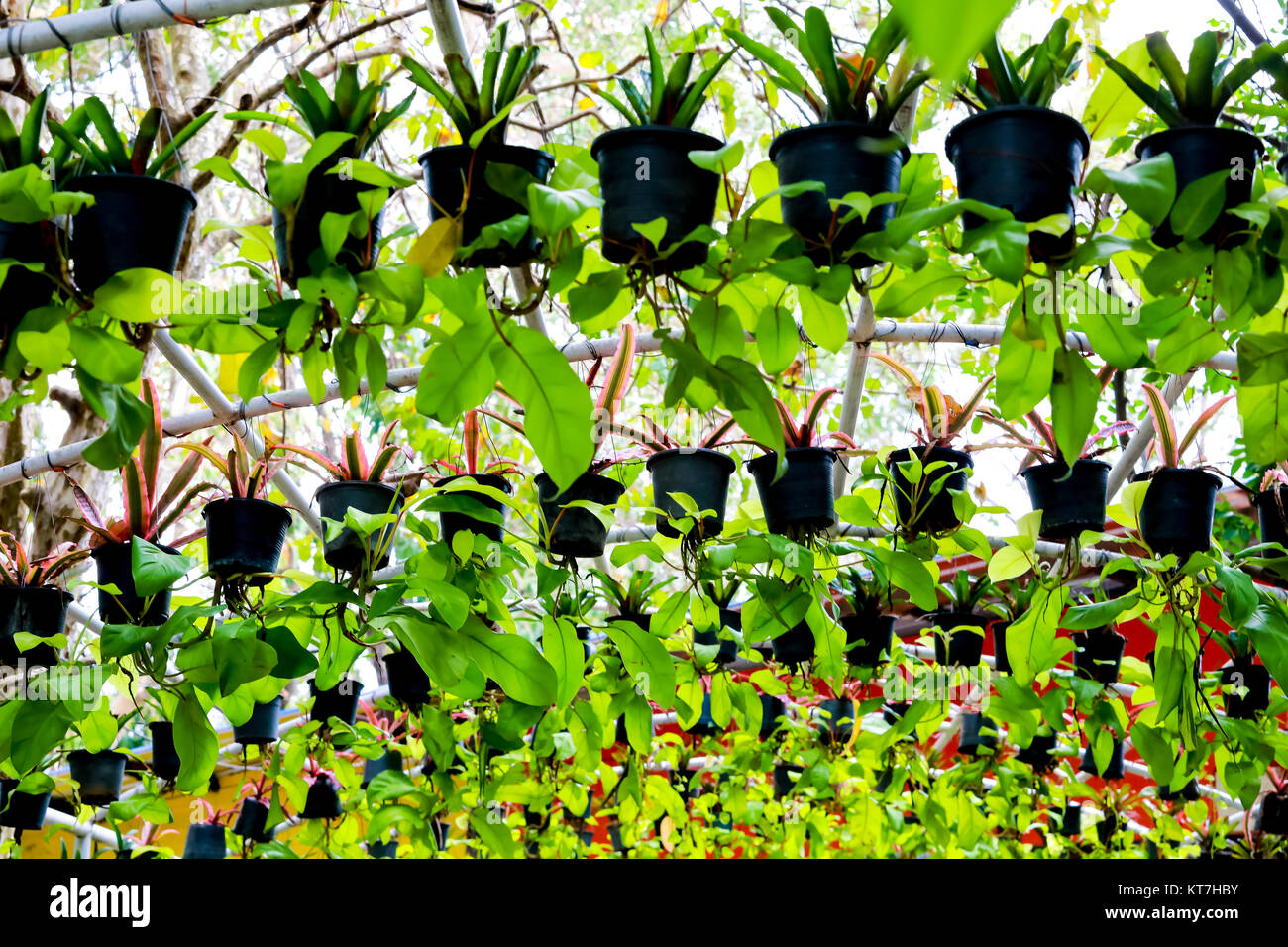 Flowers and leaves in pots for background Stock Photo