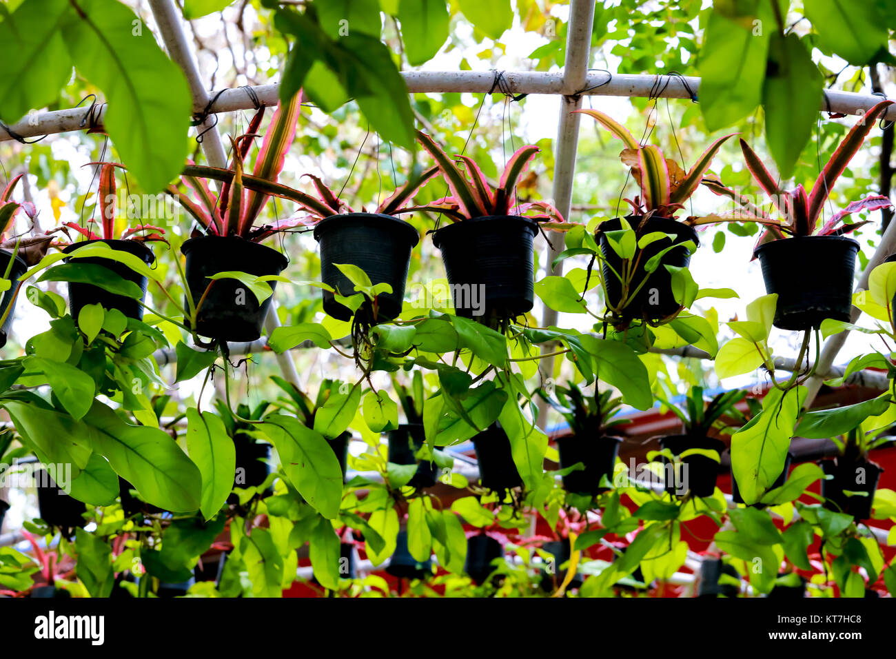 Flowers and leaves in pots for background Stock Photo